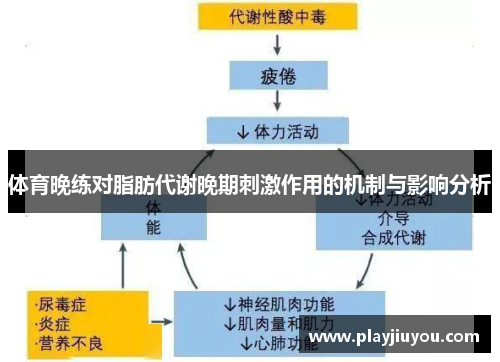 体育晚练对脂肪代谢晚期刺激作用的机制与影响分析